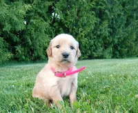 Halle, a female Golden Retriever for sale in Bremen, IN – 1 of 4