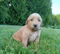 Heath, a male Golden Retriever for sale in Bremen, IN – 3 of 4