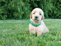 Hayden, a male Golden Retriever for sale in Bremen, IN – 4 of 4