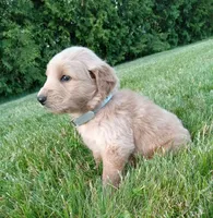 Hudson, a male Golden Retriever for sale in Bremen, IN – 3 of 4