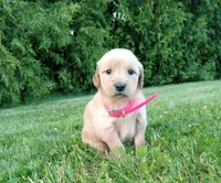 Halle, a female Golden Retriever for sale in Bremen, IN – 4 of 4