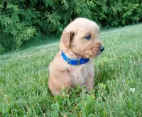 Hunter, a male Golden Retriever for sale in Bremen, IN – 2 of 4