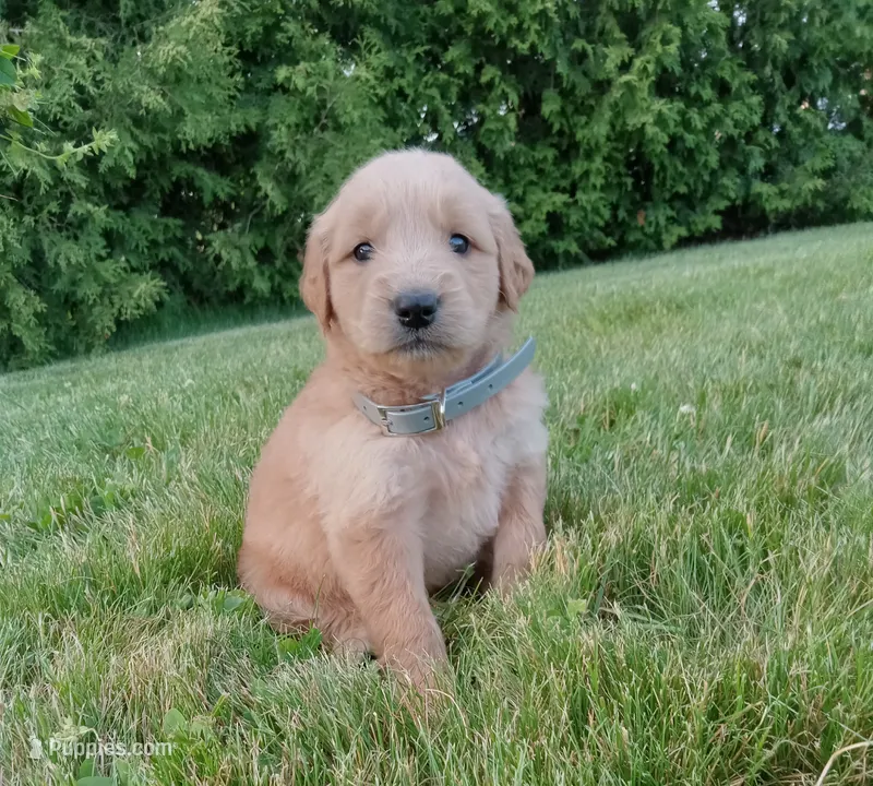 Hudson – Golden Retriever puppy for sale in Bremen, IN