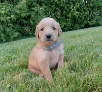 Hudson, a male Golden Retriever for sale in Bremen, IN – 1 of 4