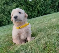 Henry , a male Golden Retriever for sale in Bremen, IN – 3 of 4