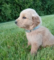 Hudson, a male Golden Retriever for sale in Bremen, IN – 4 of 4