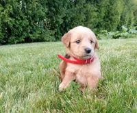 Harlow , a female Golden Retriever for sale in Bremen, IN – 3 of 4