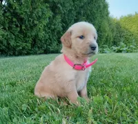 Halle, a female Golden Retriever for sale in Bremen, IN – 2 of 4