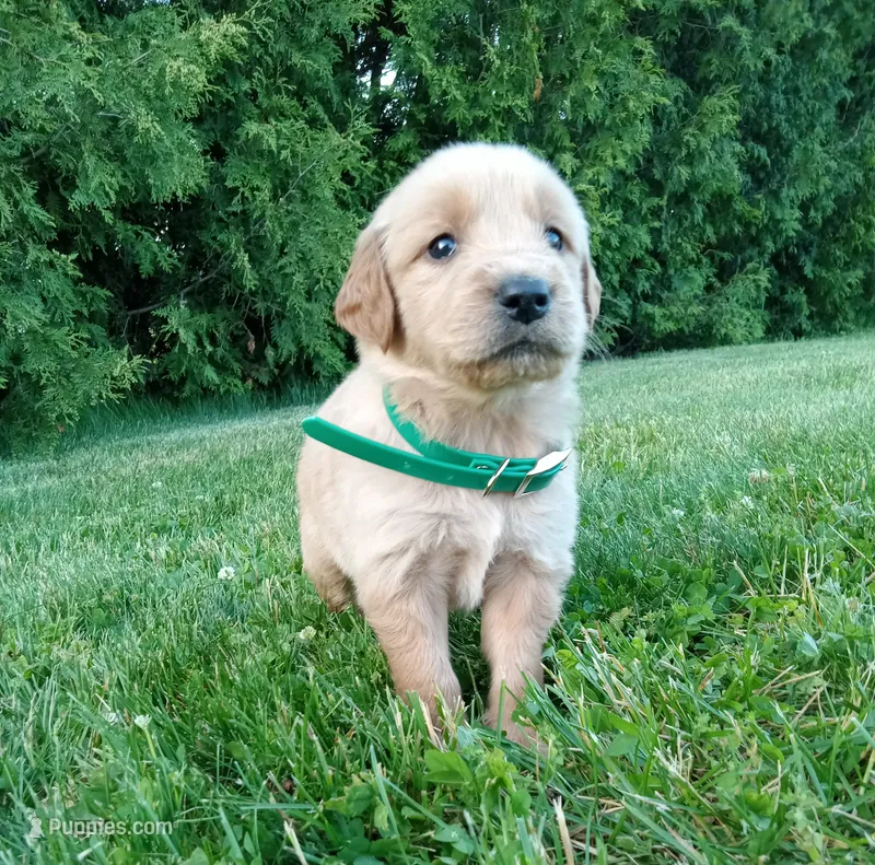 Hayden – Golden Retriever puppy for sale in Bremen, IN