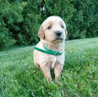 Hayden, a male Golden Retriever for sale in Bremen, IN – 1 of 4
