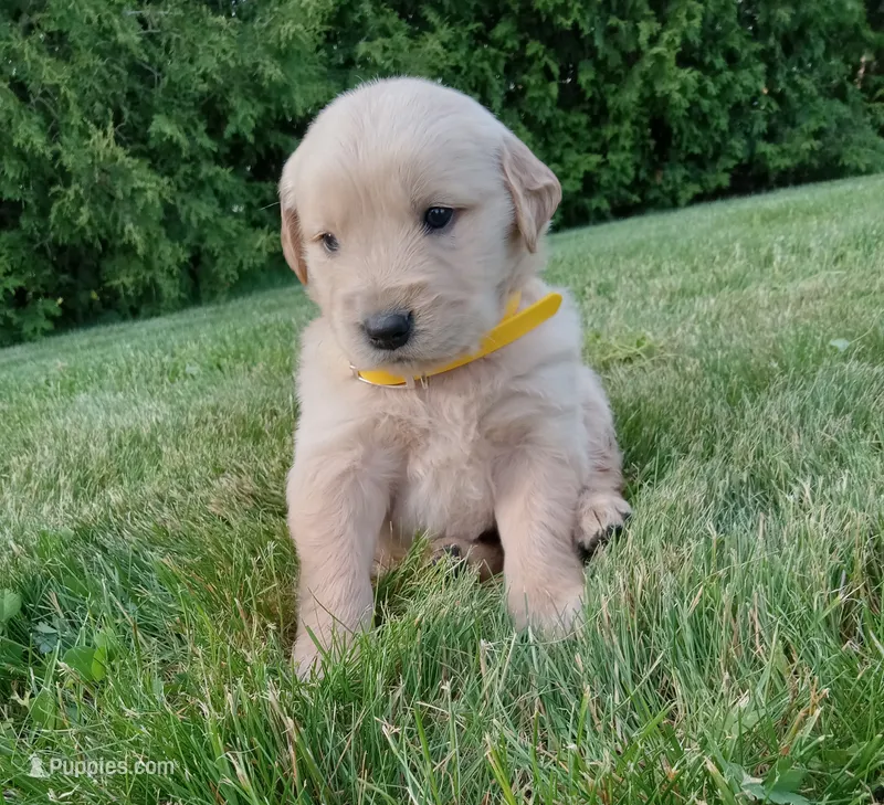 Henry  – Golden Retriever puppy for sale in Bremen, IN