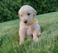Henry , a male Golden Retriever for sale in Bremen, IN – 1 of 4