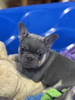 Grit, a male French Bulldog for sale in Mountain Grove, MO – Photo 4 of 7