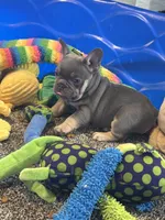 Grit, a male French Bulldog for sale in Mountain Grove, MO – Photo 3 of 7