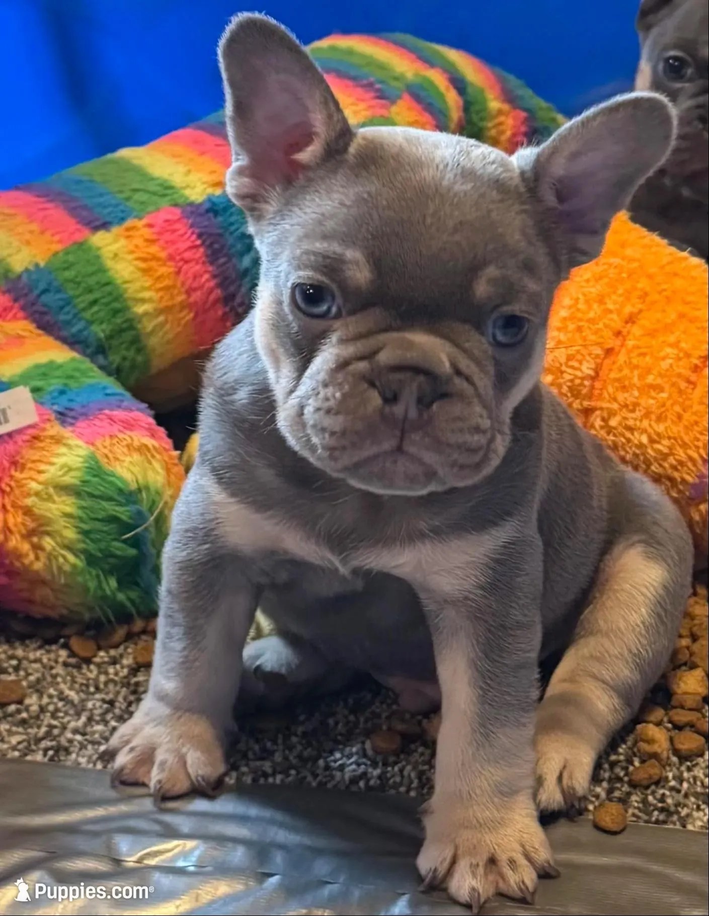 Grit, a male French Bulldog for sale in Mountain Grove, MO – Photo 1 of 7