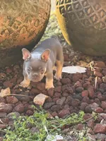 Grit, a male French Bulldog for sale in Mountain Grove, MO – 4 of 9