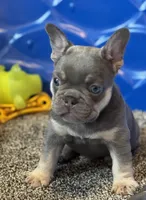 Grit, a male French Bulldog for sale in Mountain Grove, MO – Photo 5 of 7