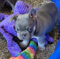 Grit, a male French Bulldog for sale in Mountain Grove, MO – Photo 6 of 7