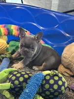Grit, a male French Bulldog for sale in Mountain Grove, MO – Photo 2 of 7
