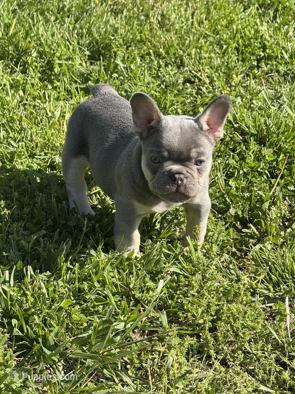 Grit – French Bulldog puppy for sale in Mountain Grove, MO