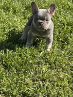 Grit, a male French Bulldog for sale in Mountain Grove, MO – 6 of 9