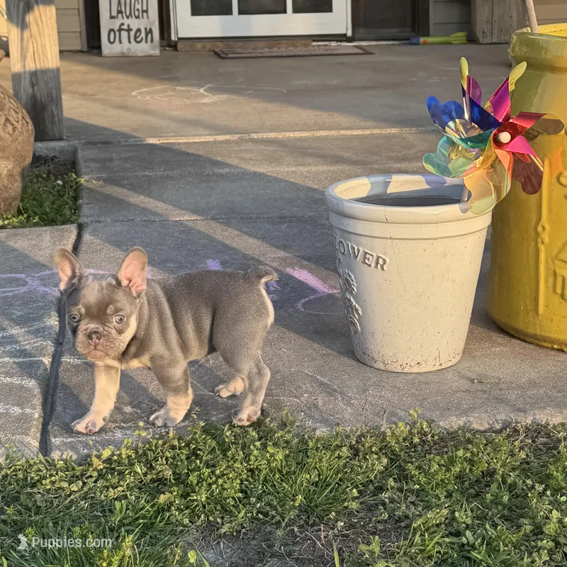 Grit – French Bulldog puppy for sale in Mountain Grove, MO
