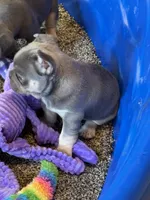 Grit, a male French Bulldog for sale in Mountain Grove, MO – Photo 7 of 7