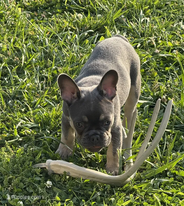 Muffin – French Bulldog puppy for sale in Mountain Grove, MO