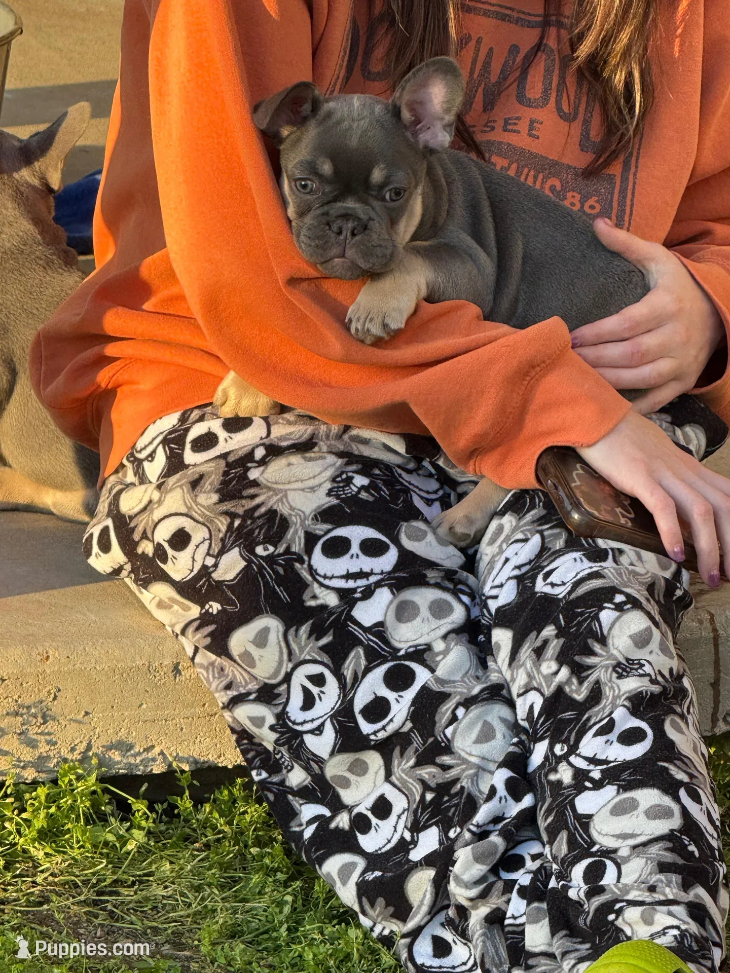 Muffin, a female French Bulldog for sale in Mountain Grove, MO – Photo 2 of 8