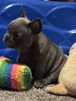 Maple, a female French Bulldog for sale in Mountain Grove, MO – Photo 4 of 4