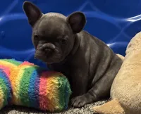 Maple, a female French Bulldog for sale in Mountain Grove, MO – Photo 3 of 4