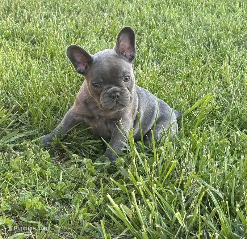 Maple – French Bulldog puppy for sale in Mountain Grove, MO