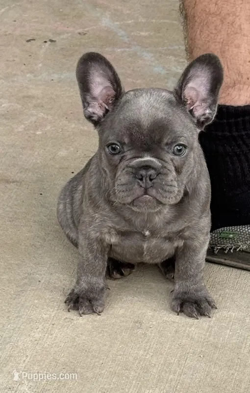 Maple – French Bulldog puppy for sale in Mountain Grove, MO