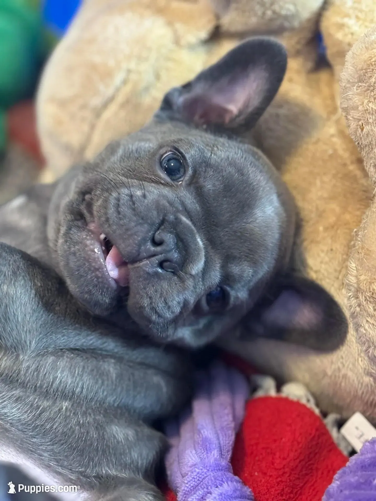 Maple, a female French Bulldog for sale in Mountain Grove, MO – Photo 1 of 4