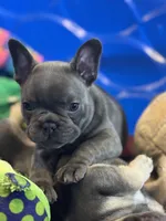 Maple, a female French Bulldog for sale in Mountain Grove, MO – Photo 2 of 4