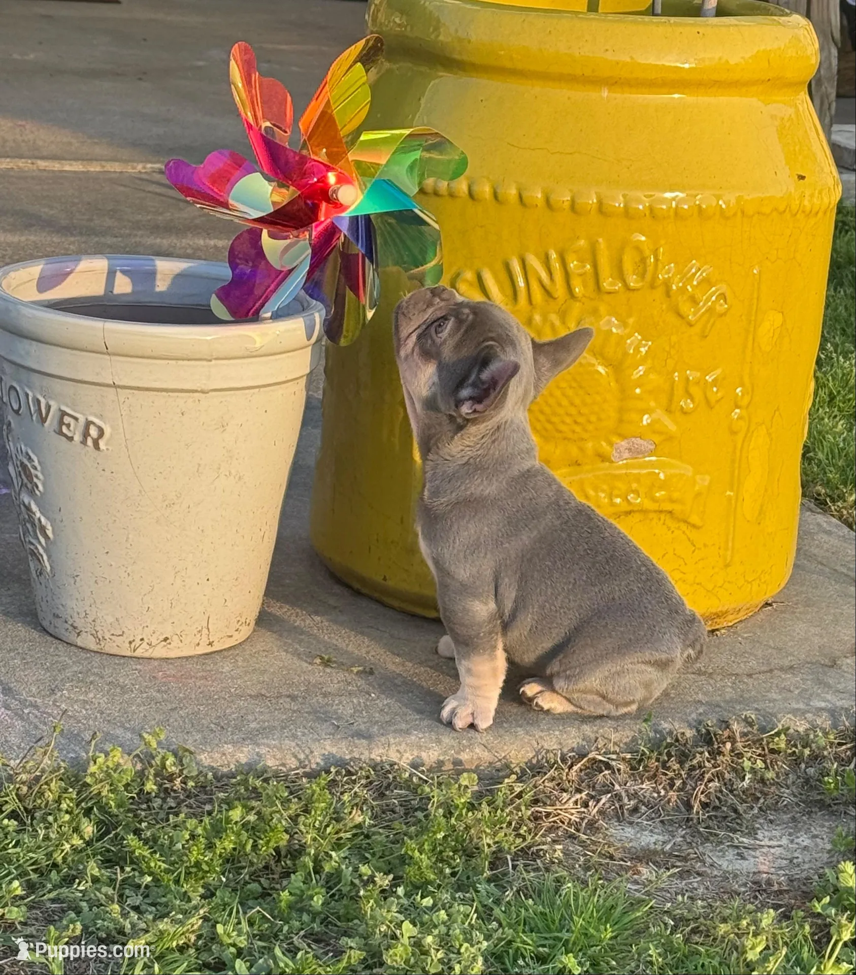 Grit, a male French Bulldog for sale in Mountain Grove, MO – 2 of 9