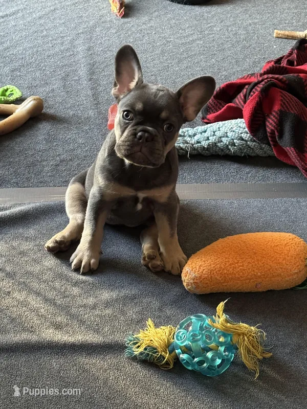 Muffin, a female French Bulldog for sale in Mountain Grove, MO – Photo 1 of 8