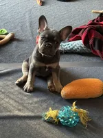 Muffin, a female French Bulldog for sale in Mountain Grove, MO – Photo 1 of 8