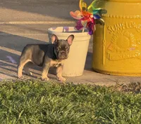 Muffin, a female French Bulldog for sale in Mountain Grove, MO – Photo 7 of 8