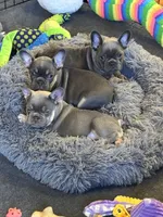 Muffin, a female French Bulldog for sale in Mountain Grove, MO – Photo 4 of 8
