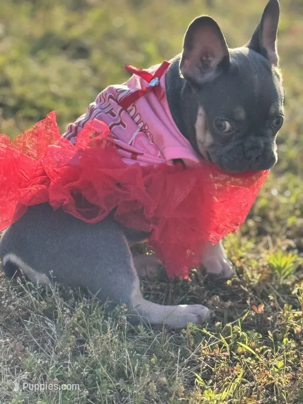Muffin – French Bulldog puppy for sale in Mountain Grove, MO
