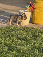 Muffin, a female French Bulldog for sale in Mountain Grove, MO – Photo 6 of 8