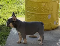 Muffin, a female French Bulldog for sale in Mountain Grove, MO – Photo 3 of 8