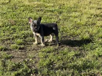 Muffin, a female French Bulldog for sale in Mountain Grove, MO – Photo 8 of 8