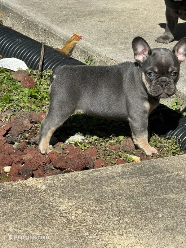 Muffin – French Bulldog puppy for sale in Mountain Grove, MO