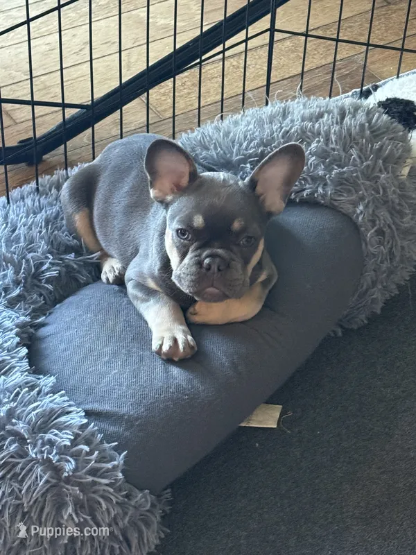Muffin – French Bulldog puppy for sale in Mountain Grove, MO