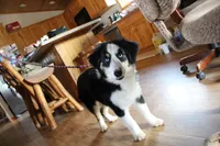 Onyx, a female Miniature American Shepherd for sale in Holcombe, WI – Photo 6 of 6