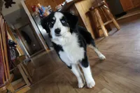 Onyx, a female Miniature American Shepherd for sale in Holcombe, WI – Photo 5 of 6