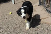 Onyx, a female Miniature American Shepherd for sale in Holcombe, WI – Photo 1 of 6