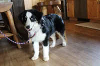 Onyx, a female Miniature American Shepherd for sale in Holcombe, WI – Photo 2 of 6